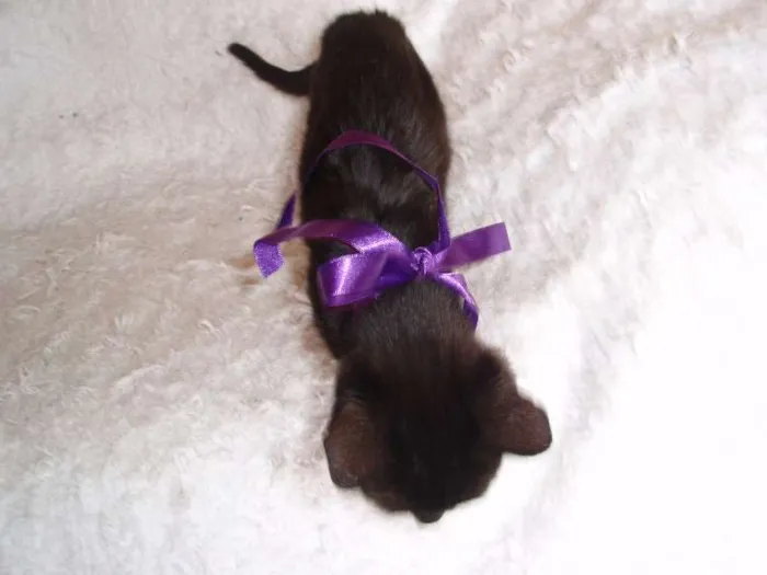 Gato ra a SRD idade 2 a 6 meses nome Milú
