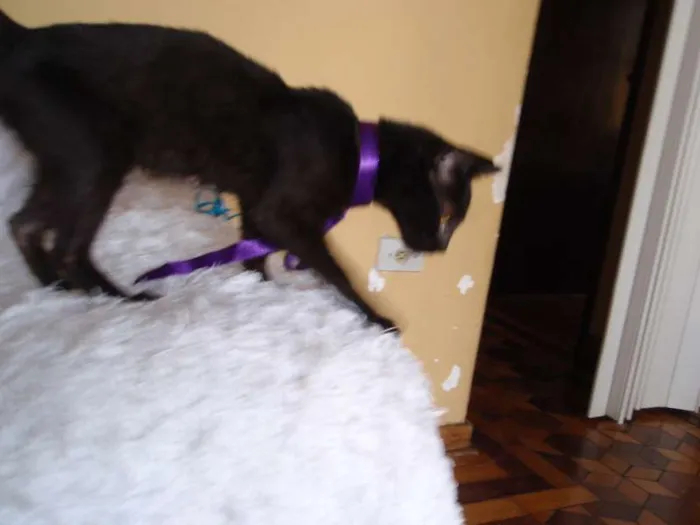 Gato ra a SRD idade 2 a 6 meses nome Milú