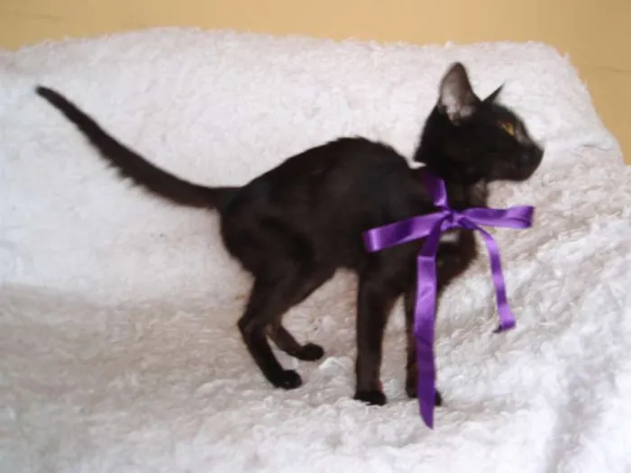 Gato ra a SRD idade 2 a 6 meses nome Milú