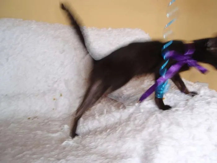 Gato ra a SRD idade 2 a 6 meses nome Milú