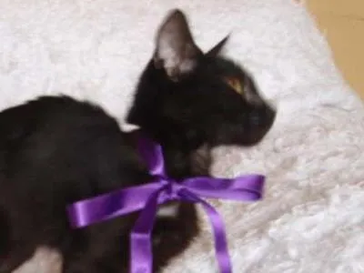Gato ra a SRD idade 2 a 6 meses nome Milú