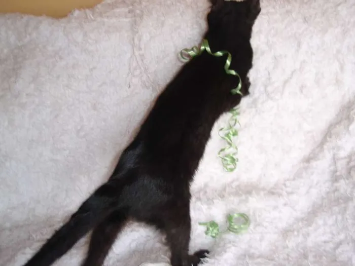 Gato ra a SRD idade 2 a 6 meses nome Horus