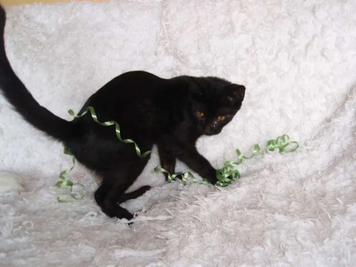 Gato ra a SRD idade 2 a 6 meses nome Horus
