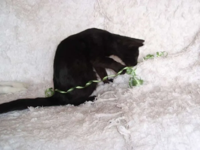 Gato ra a SRD idade 2 a 6 meses nome Horus