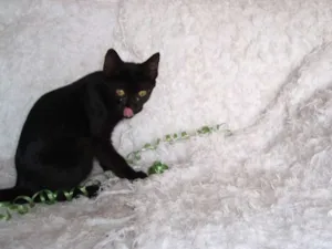 Gato raça SRD idade 2 a 6 meses nome Horus