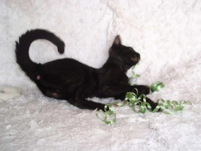 Gato ra a SRD idade 2 a 6 meses nome Horus
