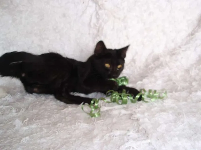 Gato ra a SRD idade 2 a 6 meses nome Horus