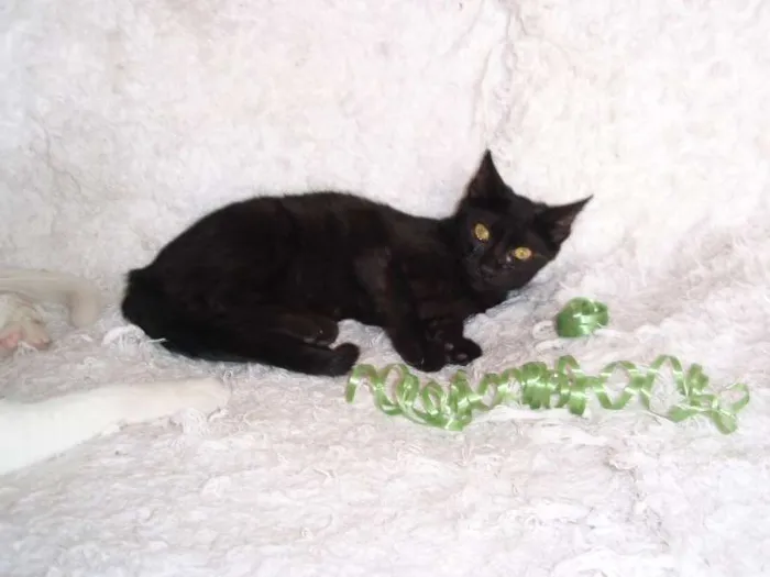 Gato ra a SRD idade 2 a 6 meses nome Horus