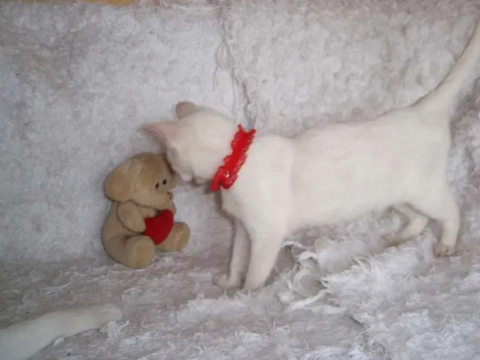 Gato ra a SRD idade 2 a 6 meses nome Isis
