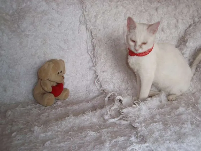 Gato ra a SRD idade 2 a 6 meses nome Isis