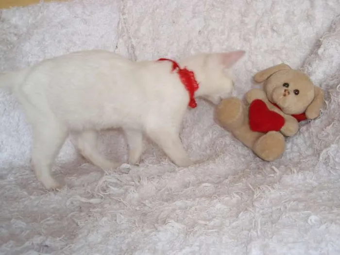 Gato ra a SRD idade 2 a 6 meses nome Isis