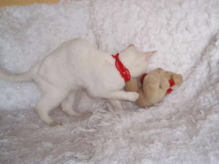 Gato ra a SRD idade 2 a 6 meses nome Isis