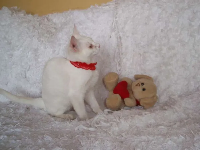 Gato ra a SRD idade 2 a 6 meses nome Isis