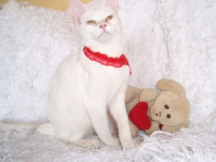 Gato ra a SRD idade 2 a 6 meses nome Isis