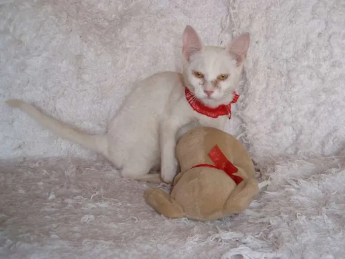 Gato ra a SRD idade 2 a 6 meses nome Isis