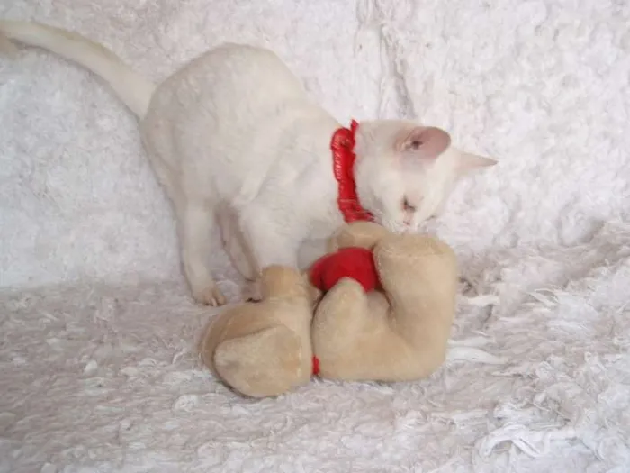 Gato ra a SRD idade 2 a 6 meses nome Isis