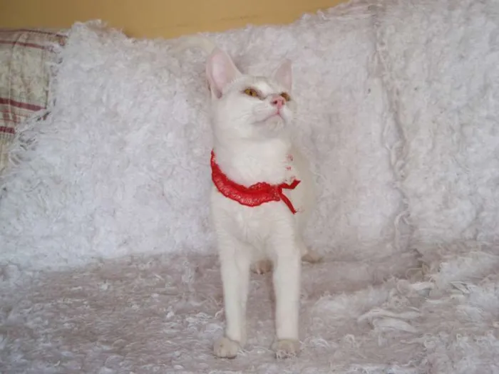 Gato ra a SRD idade 2 a 6 meses nome Isis
