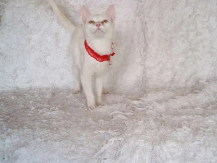 Gato ra a SRD idade 2 a 6 meses nome Isis