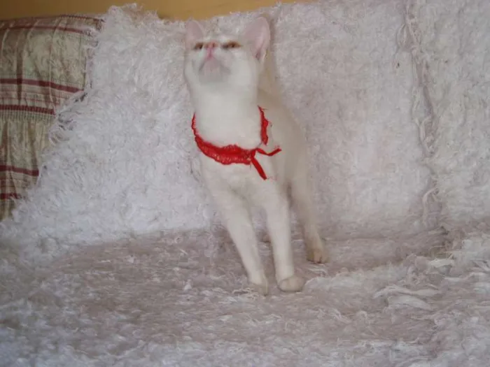 Gato ra a SRD idade 2 a 6 meses nome Isis