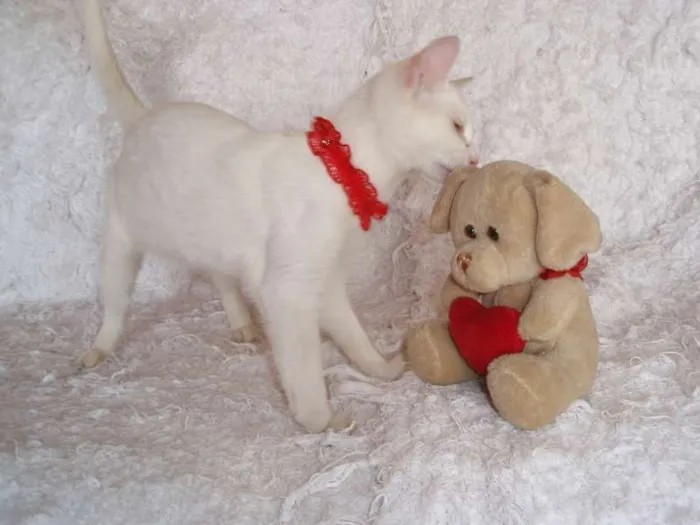 Gato ra a SRD idade 2 a 6 meses nome Isis