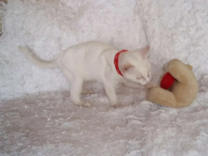 Gato ra a SRD idade 2 a 6 meses nome Isis