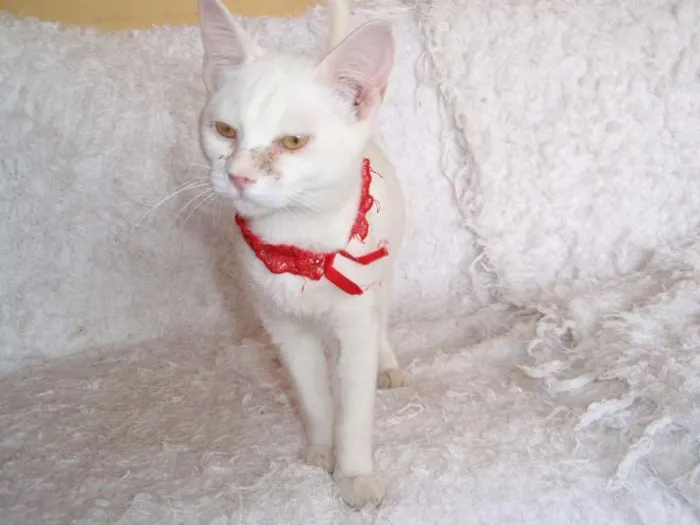 Gato ra a SRD idade 2 a 6 meses nome Isis