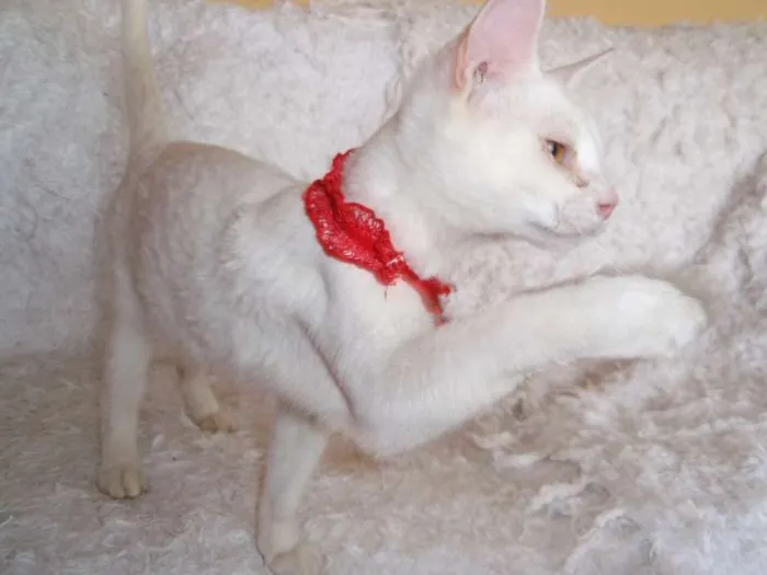 Gato ra a SRD idade 2 a 6 meses nome Isis