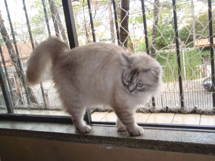 Gato ra a SRD idade 1 ano nome Pérola