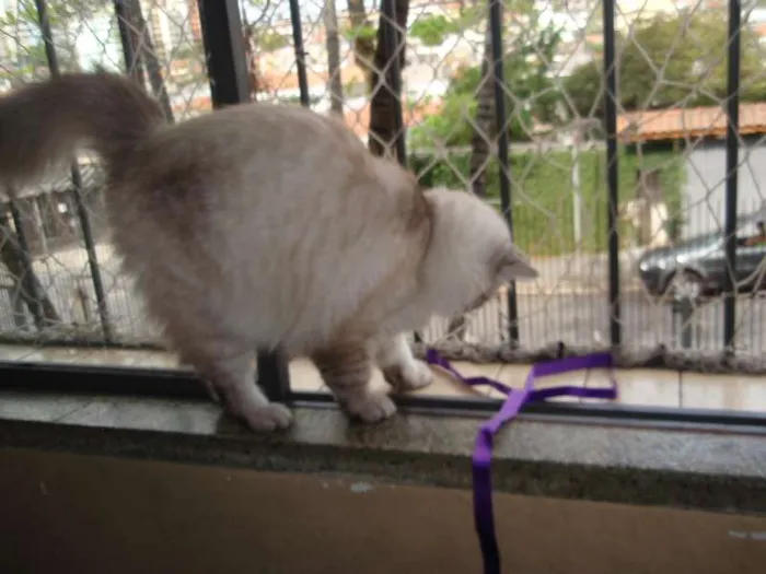Gato ra a SRD idade 1 ano nome Pérola