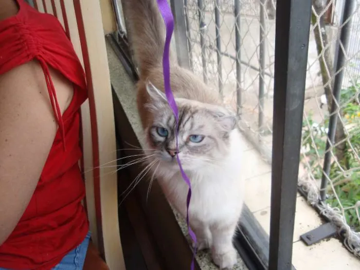 Gato ra a SRD idade 1 ano nome Pérola