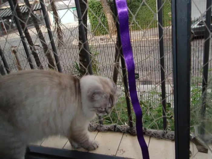 Gato ra a SRD idade 1 ano nome Pérola
