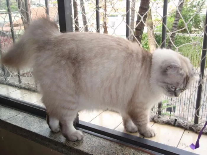Gato ra a SRD idade 1 ano nome Pérola