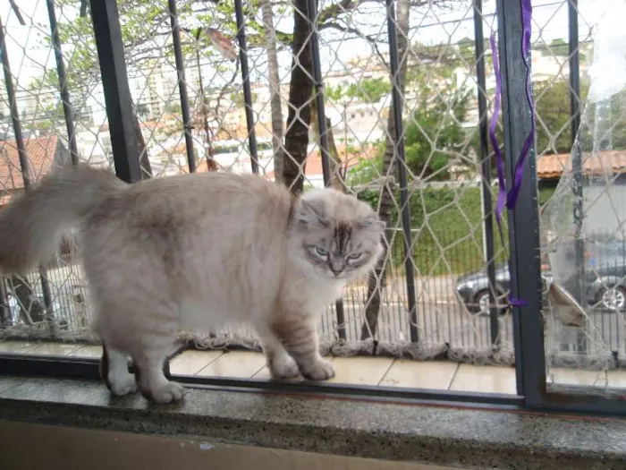 Gato ra a SRD idade 1 ano nome Pérola