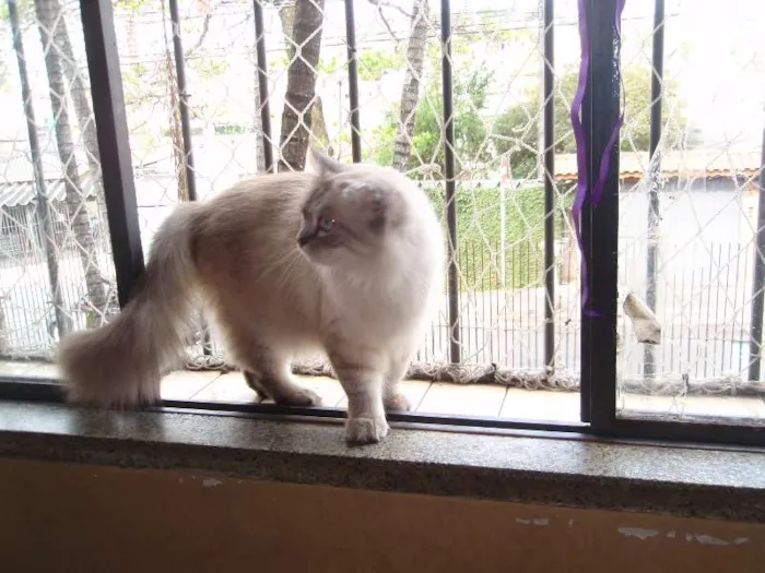 Gato ra a SRD idade 1 ano nome Pérola