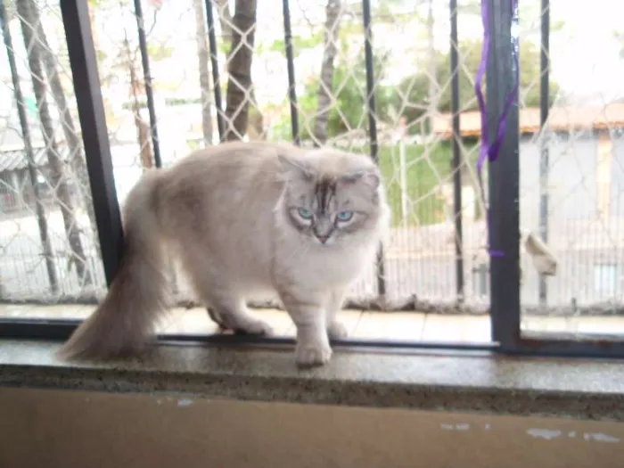 Gato ra a SRD idade 1 ano nome Pérola