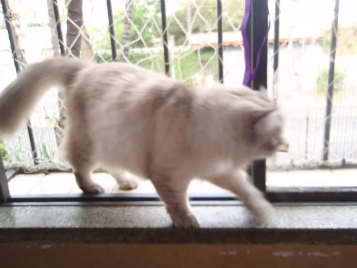 Gato ra a SRD idade 1 ano nome Pérola