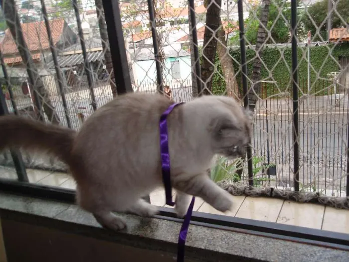 Gato ra a SRD idade 1 ano nome Pérola