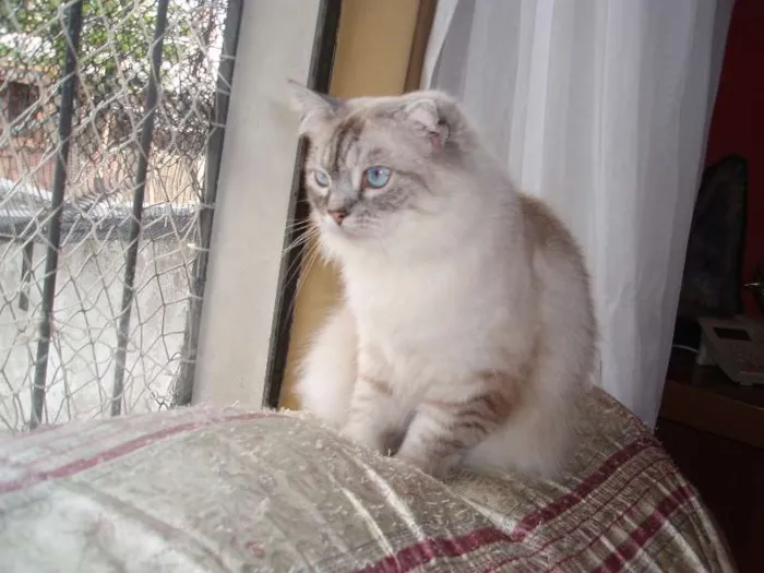 Gato ra a SRD idade 1 ano nome Pérola