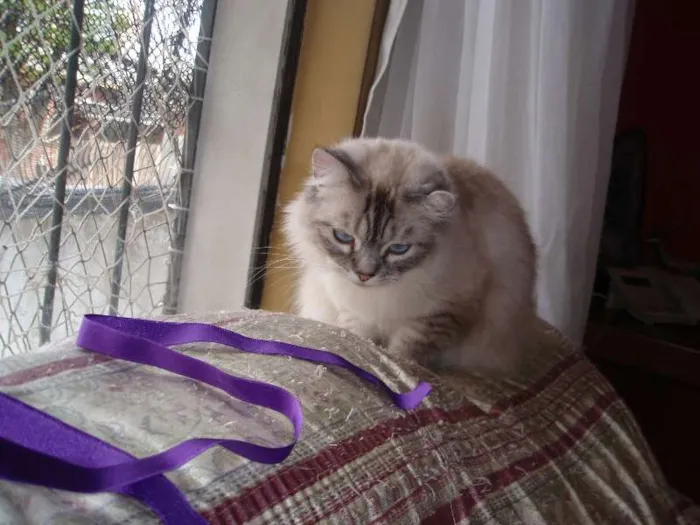 Gato ra a SRD idade 1 ano nome Pérola