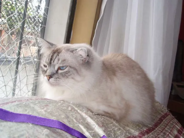 Gato ra a SRD idade 1 ano nome Pérola