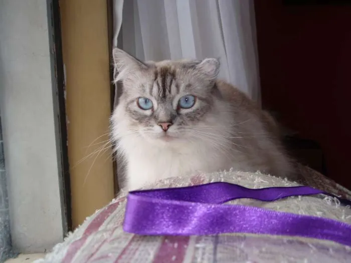 Gato ra a SRD idade 1 ano nome Pérola