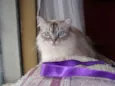 Pérola