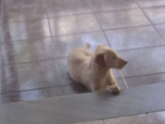 Cachorro raça SRD idade 2 a 6 meses nome Mel