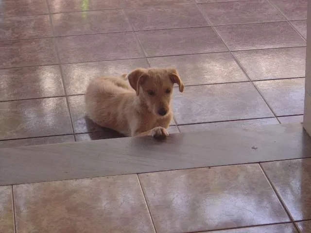Cachorro raça SRD idade 2 a 6 meses nome Mel