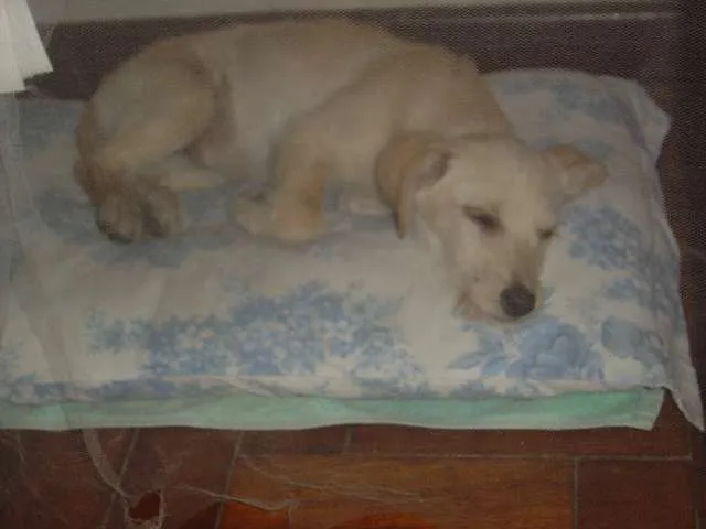 Cachorro raça SRD idade 2 a 6 meses nome Mel