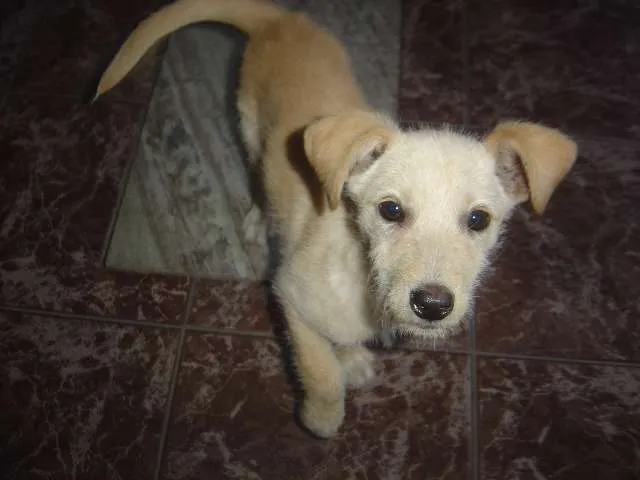 Cachorro raça SRD idade 2 a 6 meses nome Mel