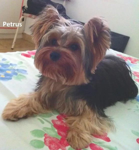 Cachorro ra a Yorkshire idade 7 a 11 meses nome Petrus GRATIFICA