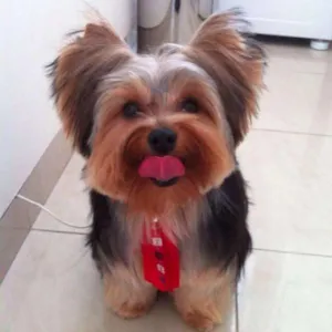 Cachorro raça Yorkshire idade 7 a 11 meses nome Petrus GRATIFICA