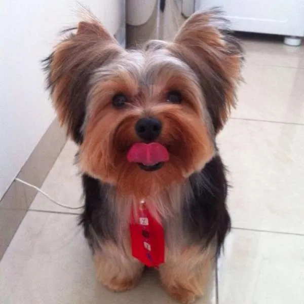 Cachorro ra a Yorkshire idade 7 a 11 meses nome Petrus GRATIFICA