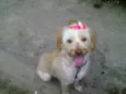 Bellinha